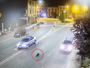 istrice-sui-viali-a-firenze-scortato-di-notte-dalla-polizia