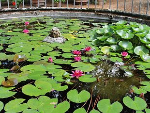 pesci-rossi-abbandono-in-aumento-appello-a-fiorello