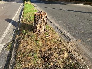 pini-di-viale-redi-primi-abbattimenti