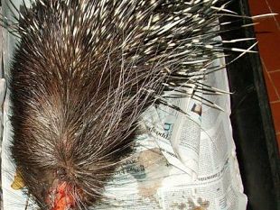 a811101328-mugello-istrice-preso-a-bastonate