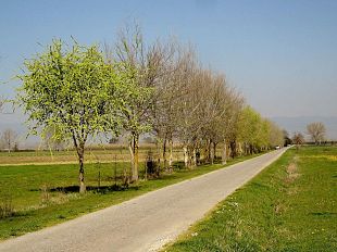 b403162247-laboratorio-sulle-erbe-spontanee-nell-area-archeologica-di-fiesole