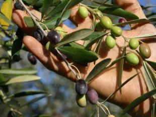 a803302030-olio-le-dop-del-sirena-d-oro-a-battesimo-a-siena