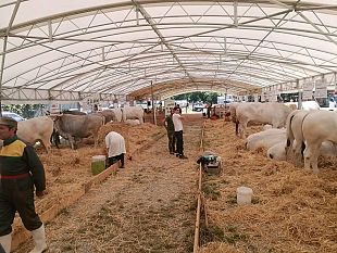 antica-fiera-del-bestiame-del-valdarno-2018