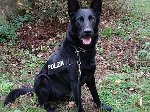 contrasto-allo-spaccio-di-droga-a-firenze-arresti-denunce-e-sequestri