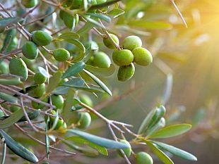 sostegno-al-comparto-olivicolo-oleario-nazionale