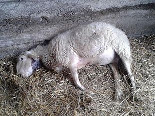 strage-di-pecore-in-val-dorcia