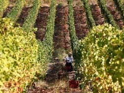 eccellenze-enologiche-negli-antichi-borghi-a-maggio