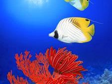 b209161056-il-mondo-marino-di-ito