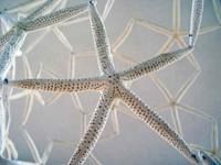 a408021306-arte-contemporanea-seconda-edizione-di-effetti-contemporanei--br-un-evento-con-maria-fernanda-cardoso-e-francesco-carone