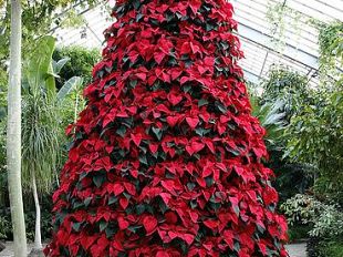 stella-di-natale-puo-essere-nociva