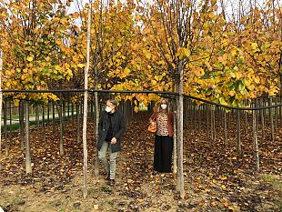 dona-un-albero-piantagioni-da-meta-novembre