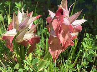 sul-tetto-dellospedale-un-giardino-inaspettato