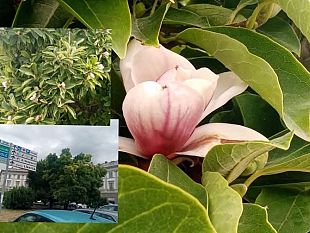 tramvia-massima-attenzione-per-la-magnolia-di-piazza-beccaria