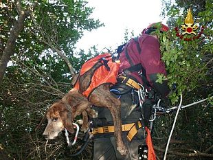 b101172312-piombino-salvataggio-di-un-cane-da-caccia