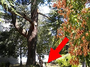 b109171454-adotta-un-albero-a-san-salvi