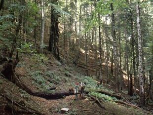 b003181749-scoperta-nuova-specie-di-fungo-nella-riserva-di-sasso-fratino