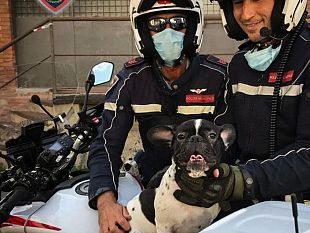 cane-vaga-in-centro-e-rischia-di-fare-imbizzarrire-un-cavallo