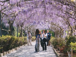 glicine-di-giardino-bardini-il-tunnel-incantato-di-firenze