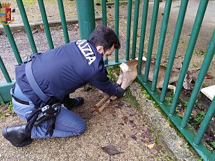 firenze-la-disavventura-di-un-giovane-capriolo