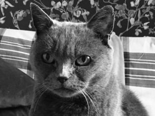 i-gatti-e-i-dolori-articolari