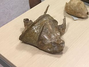 gigantismo-in-natura-i-segreti-racchiusi-in-una-antica-conchiglia