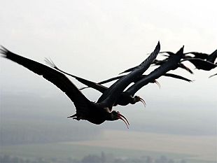 a905081413-fucecchio-un-gruppo-di-rarissimi-ibis-eremita-nel-padule