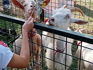 impruneta-il-fierone-martedi-14-ottobre-bestiame-protagonista