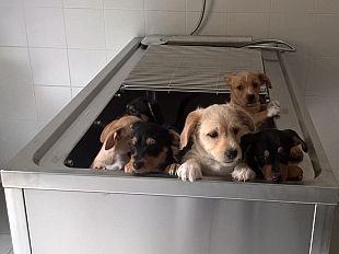 animali-traffico-di-cuccioli-in-versilia