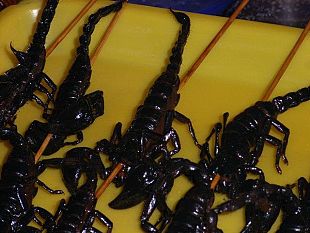 b209261953-cinese-atterra-a-peretola-con-600-scorpioni-in-valigia