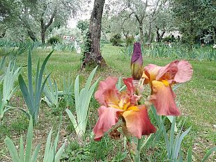 area-campeggio-michelangelo-ce-un-progetto-di-recupero