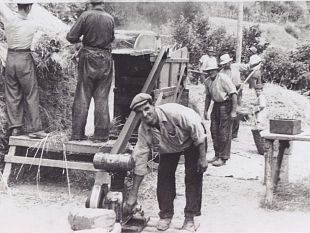 festa-della-battitura-e-sfilata-con-le-macchine-degli-anni-50