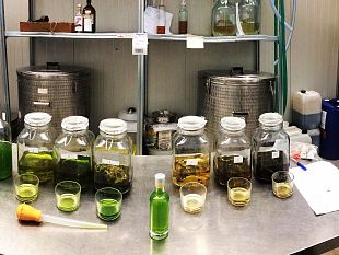 ecco-la-birra-e-il-liquore-ai-fiori-di-canapa-tutte-toscane