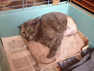 spara-ad-una-gattina-amputata-una-zampa