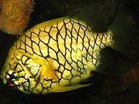 i-pesci-ananas-allacquario-di-livorno