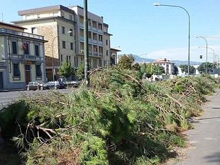 firenze-senza-alberi-uno-shock-temporaneo-sostituzioni-in-autunno