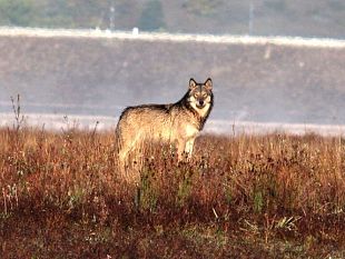 ibridi-lupo-cane-alaskan-sugli-appennini