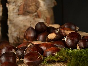 sono-tornate-le-castagne-in-toscana-al-via-eventi-e-sagre