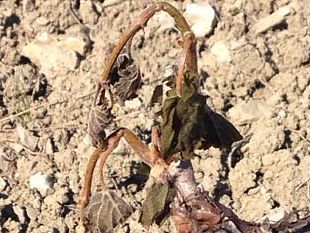 il-gelo-allimprovviso-bruciati-milioni-di-euro-in-toscana