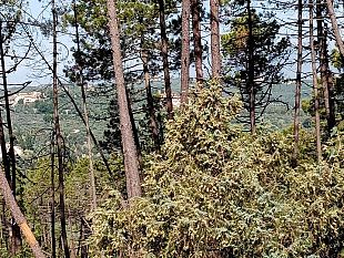 forestali-il-14-luglio-sciopero-con-presidio-a-firenze