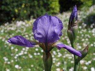 rarita-allorto-botanico-di-firenze