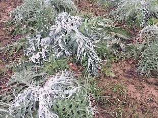 neve-e-ghiaccio-non-fermano-la-toscana
