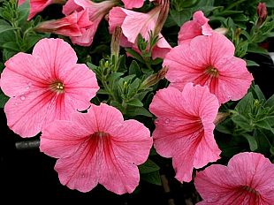 gli-italiani-si-danno-al-giardinaggio-ma-la-qualita-dei-semi-e-davvero-importante