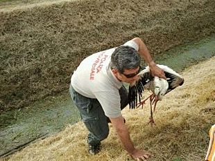 cicogna-in-difficolta-recuperata-a-prato