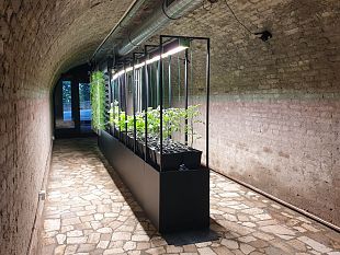 torrita-di-siena-un-orto-verticale-nellex-rifugio-antiaereo