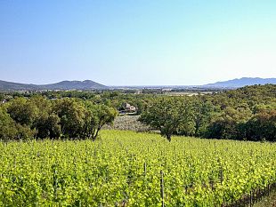 consorzio-tutela-vini-della-maremma-toscana