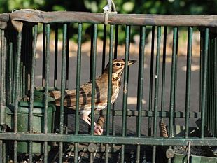 b110071342-liberati-i-500-volatili-sequestrati-dalla-polizia-provinciale-di-prato