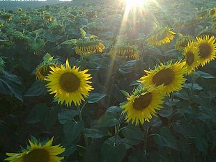 mugello-le-filiere-agroalimentari-al-giotto-ulivi