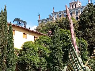 agave-striata-ornamentale-sboccia-il-fiore-della-morte-a-collodi