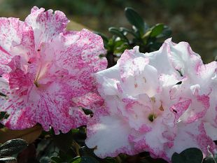 fioritura-fuori-stagione-delle-azalee-nellorto-botanico