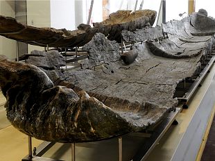 le-canoe-neolitiche-del-lago-di-bracciano-hanno-piu-di-7000-anni